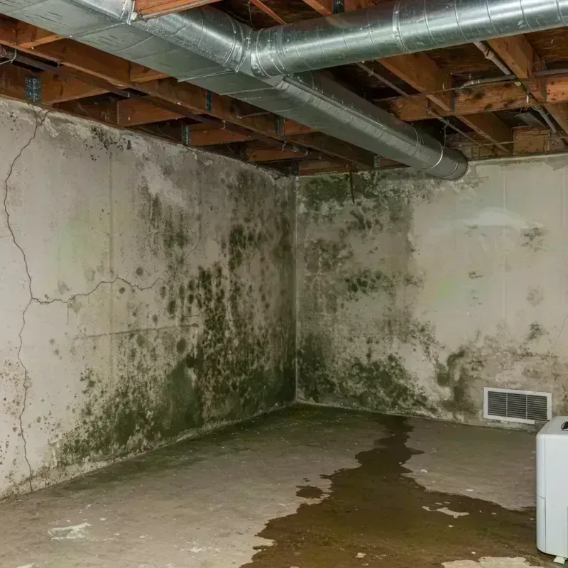 Professional Mold Removal in Logan County, WV